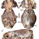 Top, bottom, and side view of the Corumictis wolsani cranium, which still exhibited some razor-sharp teeth.